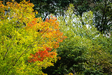 Bright red and orange tree leaf in autumn season. Natural background photo scene. Close-up and selective focus.