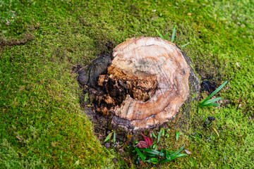 A cut tree stump on the greenery moss ground at the rainforest jungle environment. Nature photo scene. 