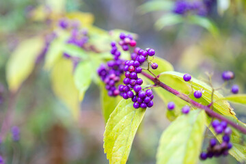 Japanese beautyberry or Callicarpa tree with vibrant violet bush on the branch. Plantation in nature. Close-up and selective focus.