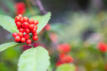 Japanese beautyberry or Callicarpa tree with vibrant red bush on the branch. Plantation in nature....