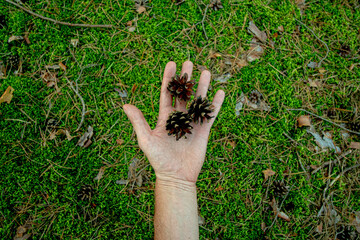 Brązowa szyszka na męskiej dłoni. Trawa, mech w lesie. 3 szyszki w naturalnym środowisku na trawniku