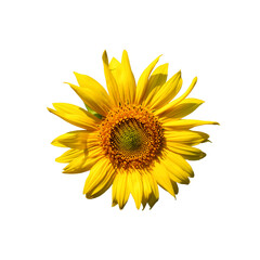 The striking yellow petals and the brown center of a sunflower take center stage, contrasted by the pure white background, capturing the inherent beauty and vitality of nature.