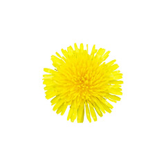 A bright yellow dandelion flower head is captured in detail on a white backdrop.
