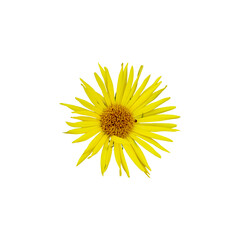 The image showcases a vibrant yellow flower with a brown center, contrasting with the white backdrop.