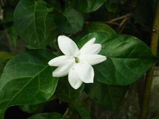 Obraz na płótnie Canvas White Jasmine flower