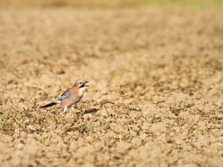 Eurasian jay (Garrulus glandarius) in a meadow, Hesse, Germany