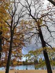 Alte Bäume herbstlich - November am Waldsee