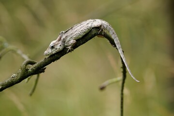 Anolis barbatus (western bearded anole) is a species of anole lizard from Western Cuba. The length of many lizards toes and limbs can often tell where specific lizards spend their time.