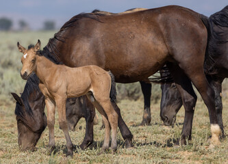 Wild Horse Mare and Foal in Summer in the Wyoming Desert