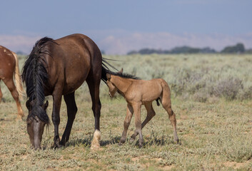 Naklejka na ściany i meble Wild Horse Mare and Foal in Summer in the Wyoming Desert