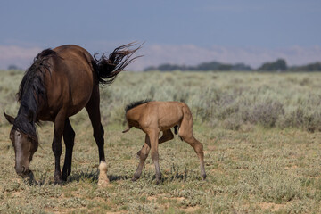Obraz na płótnie Canvas Wild Horse Mare and Foal in Summer in the Wyoming Desert
