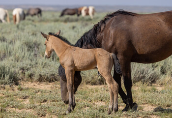 Wild Horse Mare and Foal in Summer in the Wyoming Desert