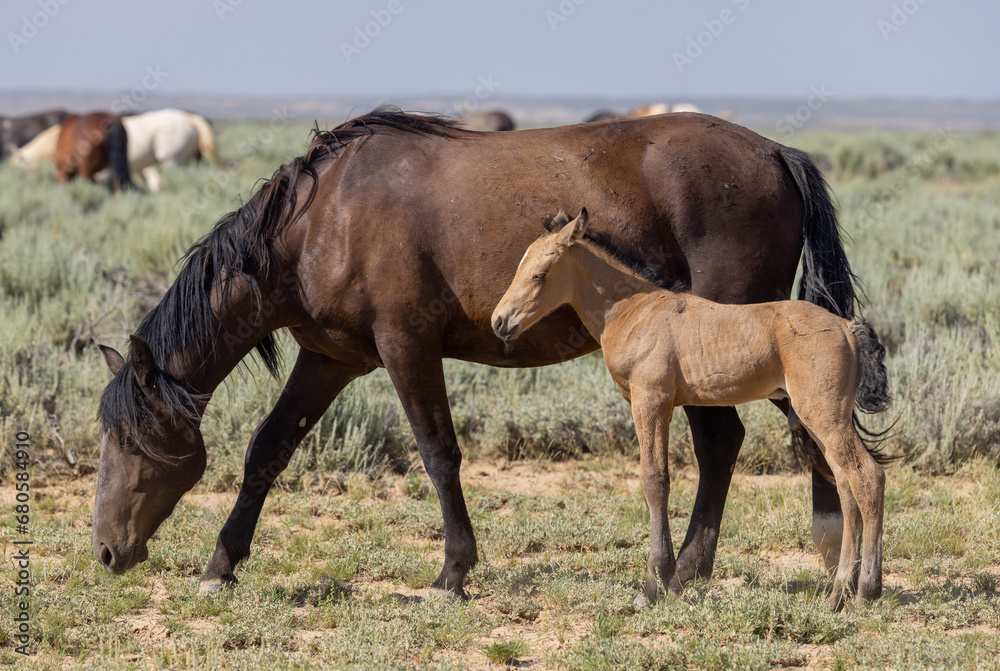 Poster Wild Horse Mare and Foal in Summer in the Wyoming Desert