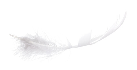 Fototapeta na wymiar fluffy polar owl feather on white