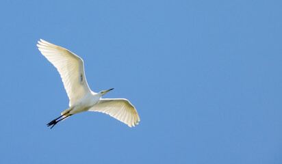 pure white large heron in flight on light sky background