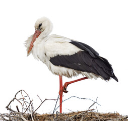 single stork in brown nest isolated on white