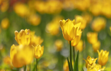 bright yellow sunny tulips flowers
