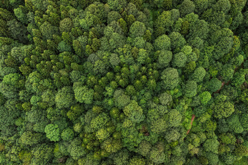 green summer mixed forest in the Caucasus mountains