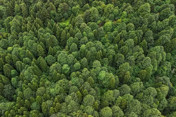 Foto op Plexiglas green summer mixed forest in the Caucasus mountains © Павел Чигирь