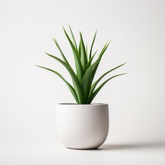  green plant in small white pot on bright isolated on white background