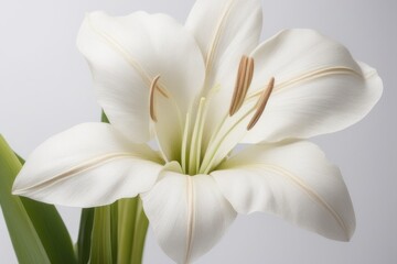 beautiful white flower in the garden beautiful white flower in the garden white lily flower on white background
