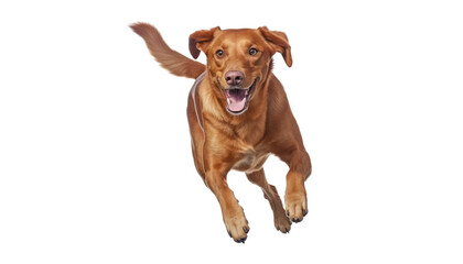 running dog isolated on transparent background cutout