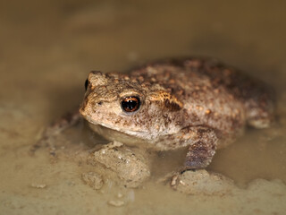 European toad (Bufo bufo)