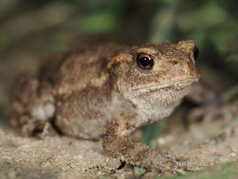 European toad (Bufo bufo)