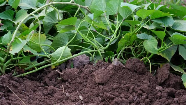 Collecting sweet potatoes from the garden on the farm. A farmer digs up a sweet potato crop.