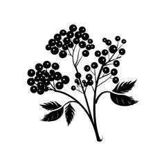 elderberry silhouette isolated vector

