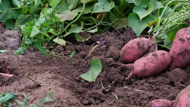 Collecting sweet potatoes from the garden on the farm. A farmer digs up a sweet potato crop.