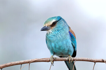 Abyssinian roller (Coracias abyssinicus)