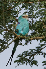 Abyssinian roller (Coracias abyssinicus)