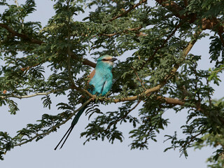 Abyssinian roller (Coracias abyssinicus)
