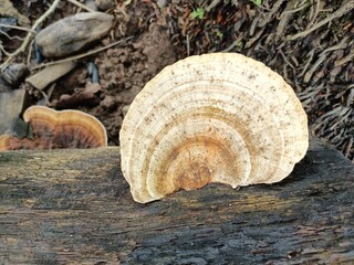 Lenzites is a widespread genus of wood-decay fungi in the family Polyporaceae.