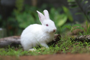 rabbit in the grass