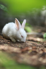 rabbit
