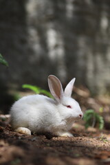 white rabbit in the forest