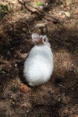white rabbit