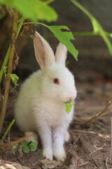 rabbit in the grass