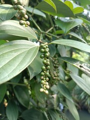 Black pepper is a flowering vine in the family Piperaceae, cultivated for its fruit, which is usually dried and used as a spice and seasoning. 