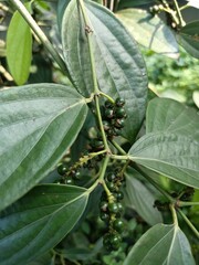 Black pepper is a flowering vine in the family Piperaceae, cultivated for its fruit, which is usually dried and used as a spice and seasoning. 