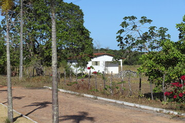 trees on the beach