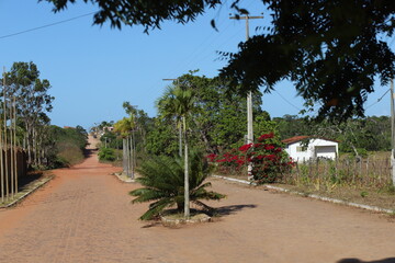 Obraz premium trees in the park
