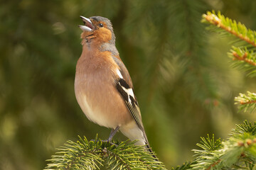 Singing Eurasian chaffinch, common chaffinch - Fringilla coelebs perched at green background. Photo from Biebrza National Park in Poland. Bird in song.