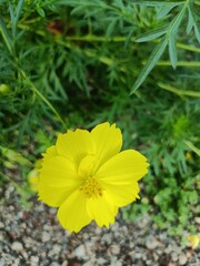 Yellow or Orange Cosmos
Blossom in Garden.Cosmos
bloom.