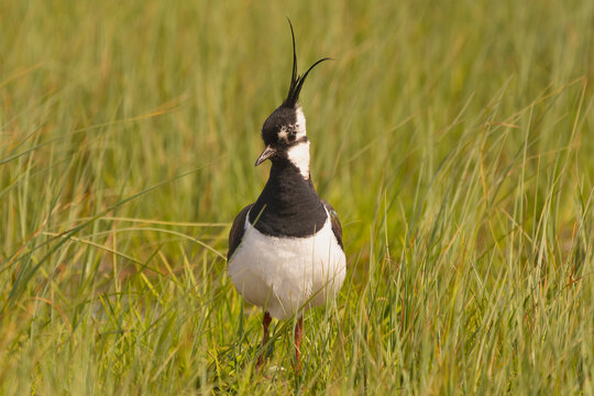 Northern lapwing, peewit, pewit, tuit, pewit, tewit, green plover,  pyewipe - Vanellus vanellus in green grass. Photo from Biebrza National Park in Poland.