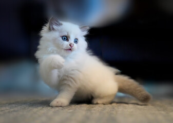 Naklejka na ściany i meble A Playful White Kitten With Enchanting Blue Eyes Captivated by the Floor's Wonders 