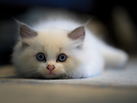 A Serene White Kitten With Mesmerizing Blue Eyes Resting on the Floor