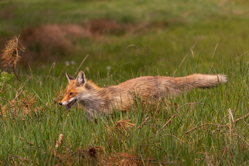 Red fox - Vulpes vulpes, hunting in green grass. Photo from Biebrza National Park in Poland.